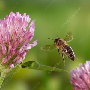 Honeybee (Apis mellifera) taking-off from red clover, controlled conditions.